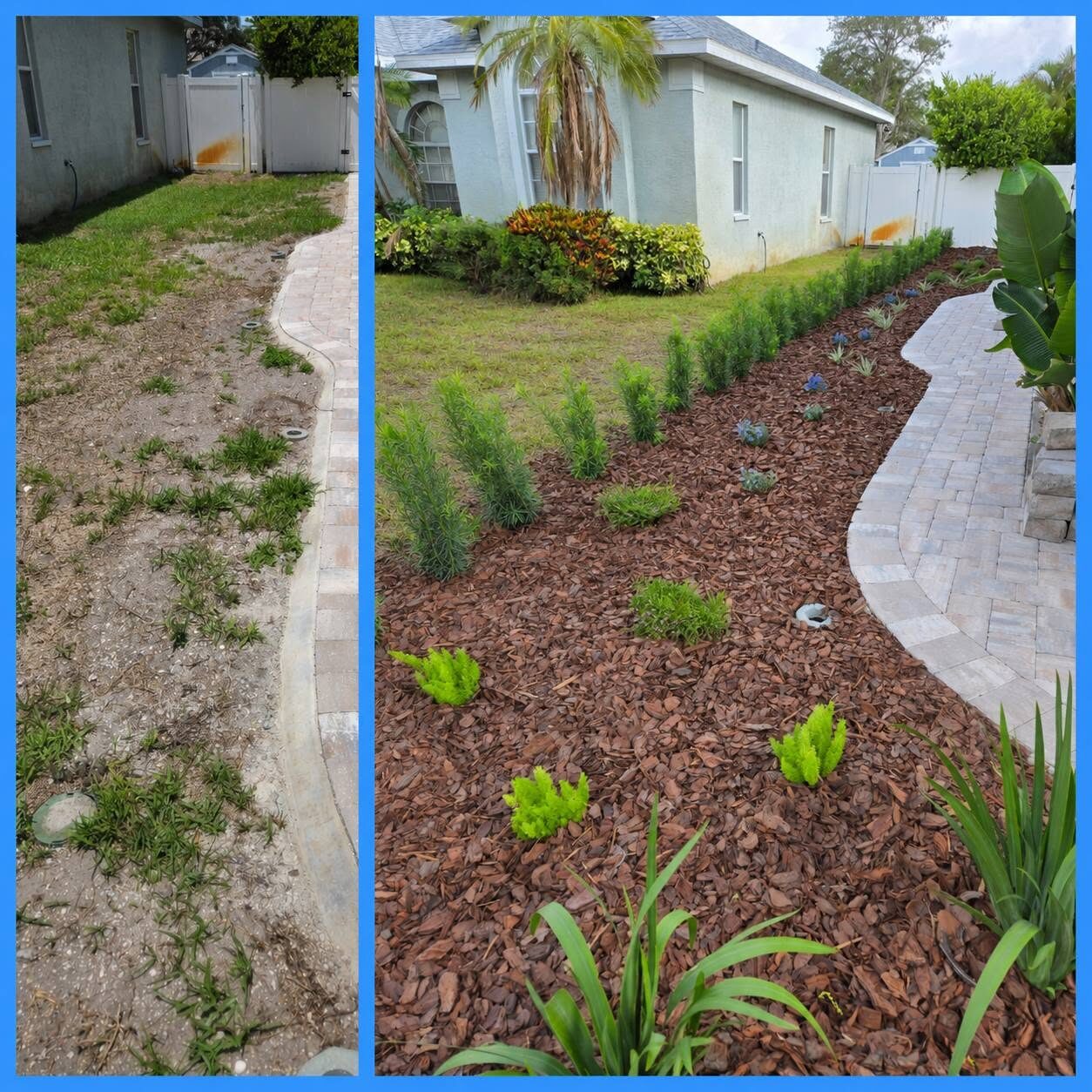 Before and after side by side: a patchy strip becomes a layered mulched bed along a paver walkway