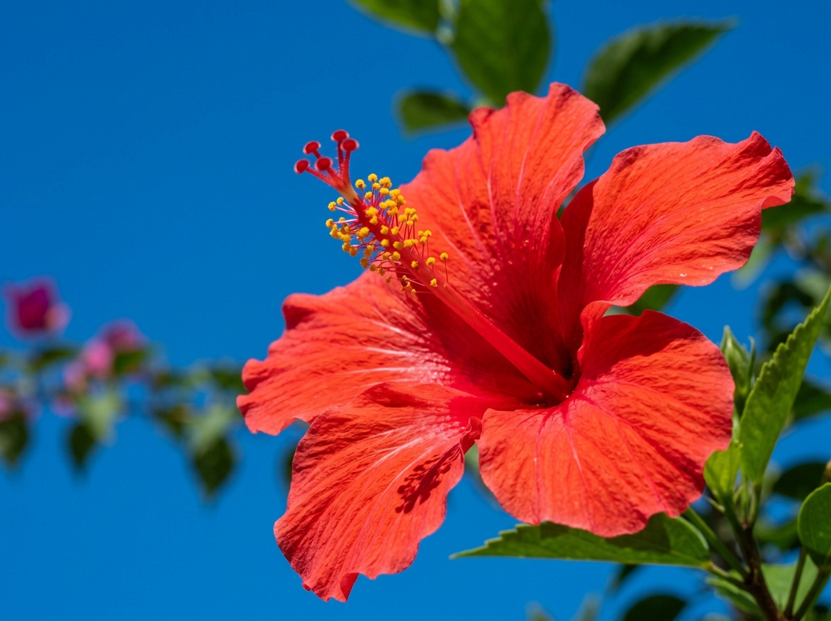 Close red hibiscus bloom against a clear deep blue sky